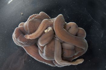 Media type: image;   Invertebrate Zoology 60886